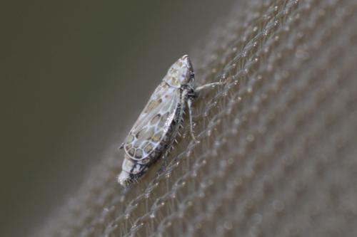 Réf. 324 019 : Jassargus sp.